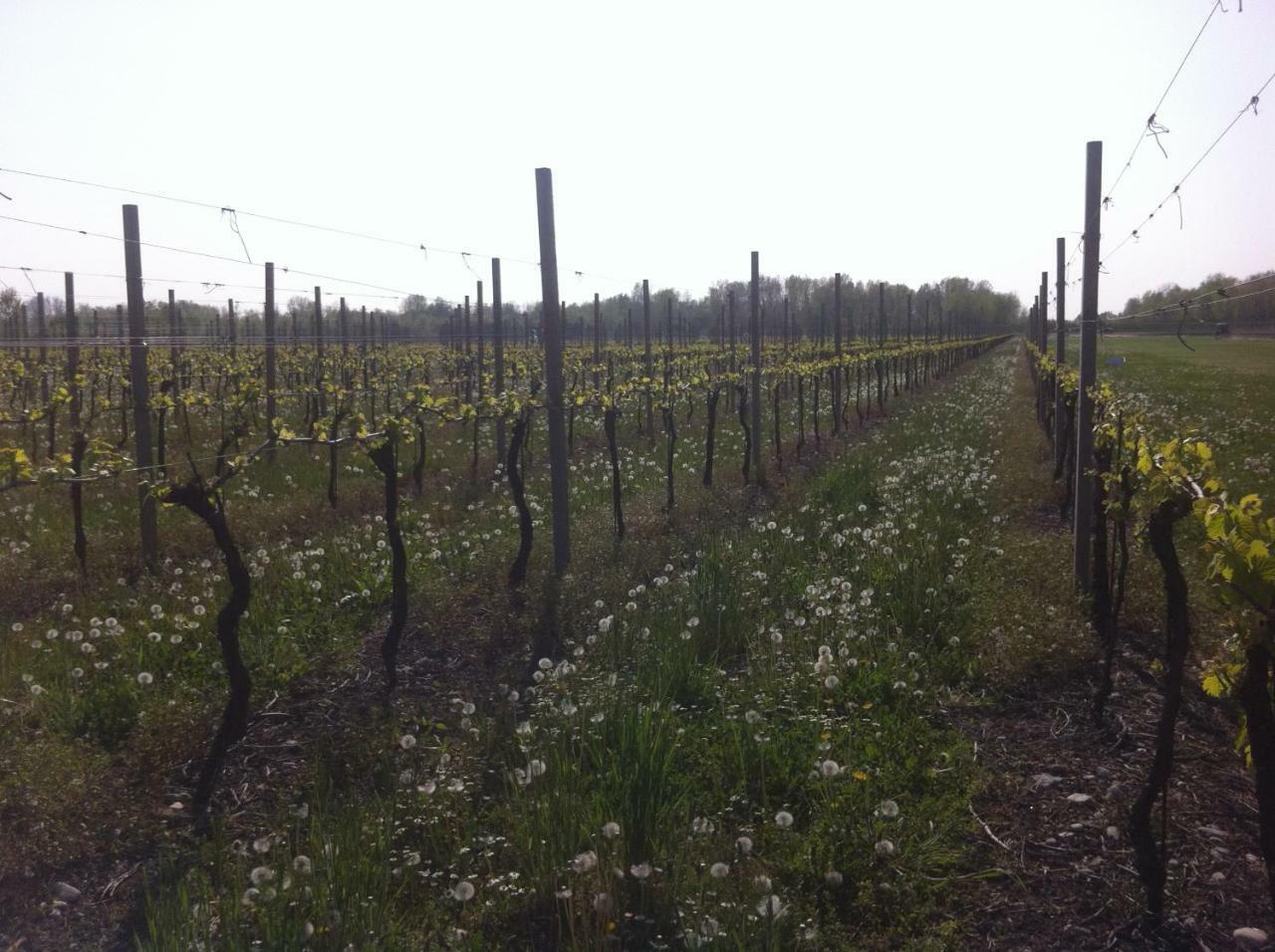 Agriturismo Al Casale Codroipo Zewnętrze zdjęcie