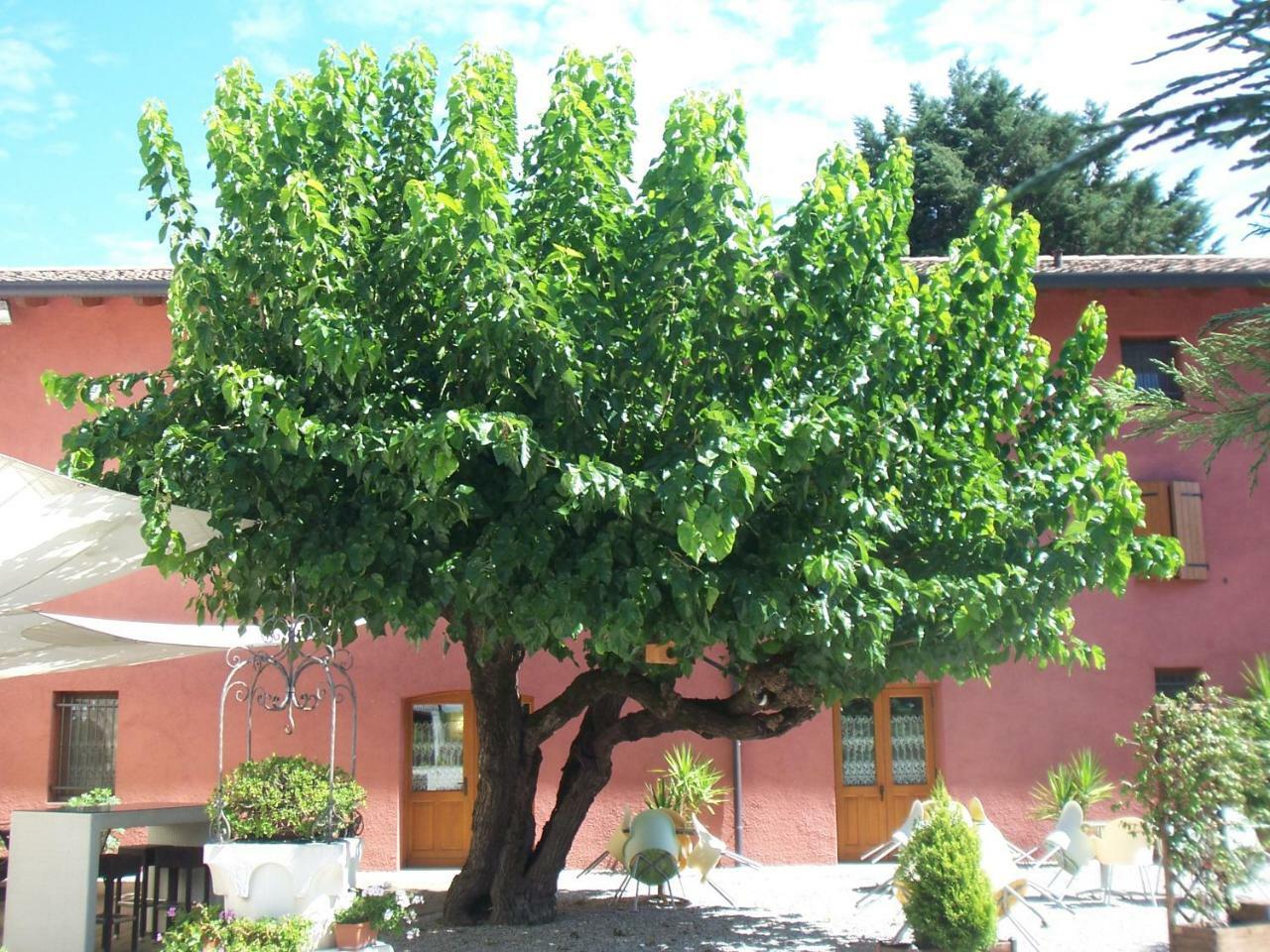 Agriturismo Al Casale Codroipo Zewnętrze zdjęcie